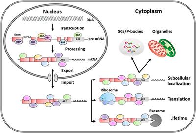 RNA Binding Protein Regulation and Cross-Talk in the Control of AU-rich mRNA Fate